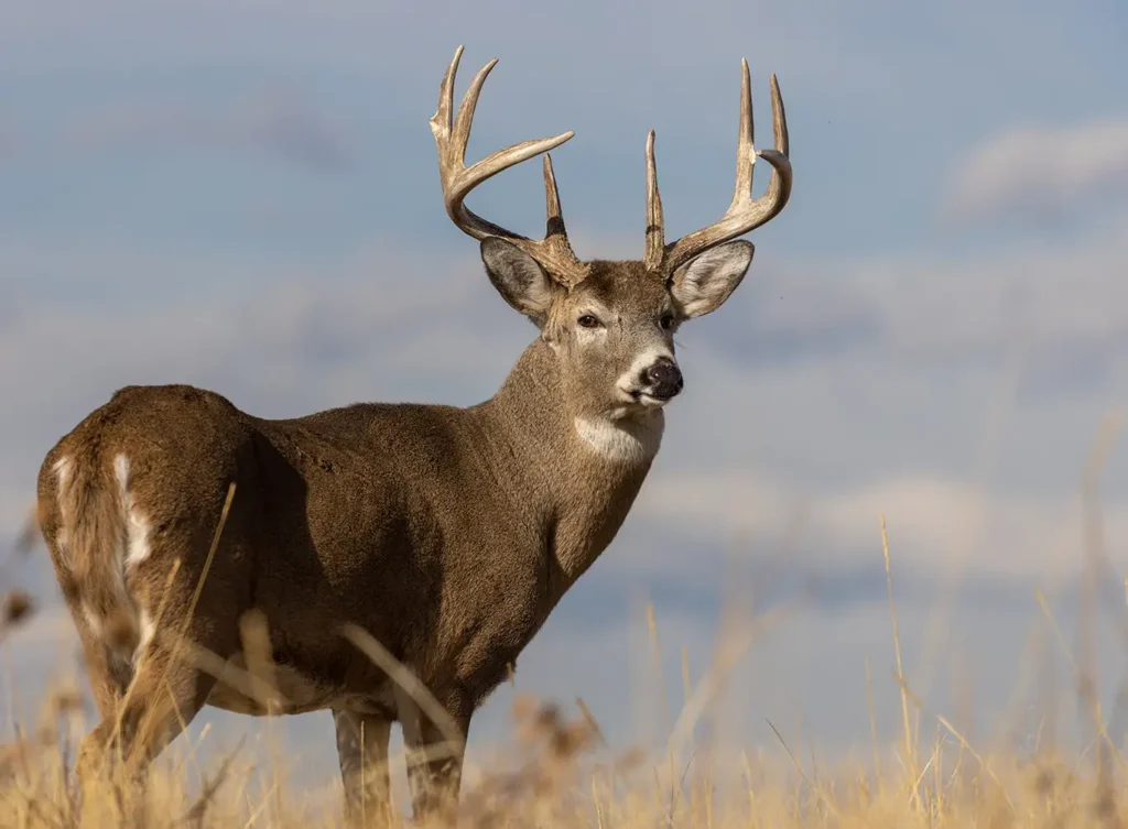 buck deer processing - midstate meat company springfield il