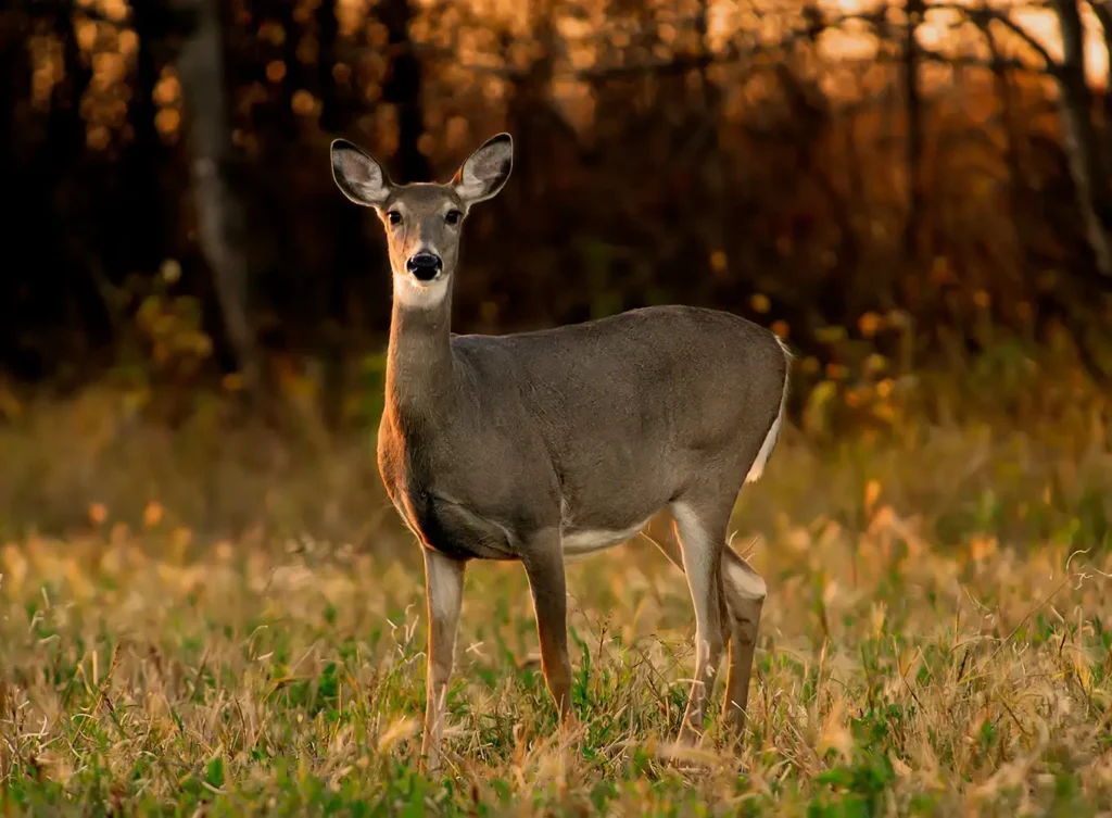 doe buck processing - midstate meat company springfield il